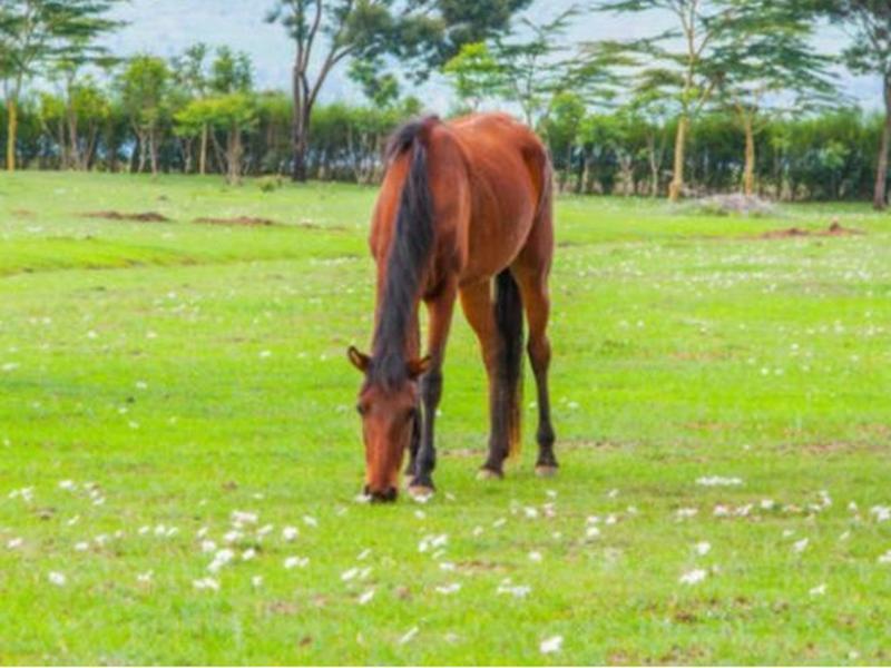 Samawati Lakeside Cottages Nyahururu Bagian luar foto